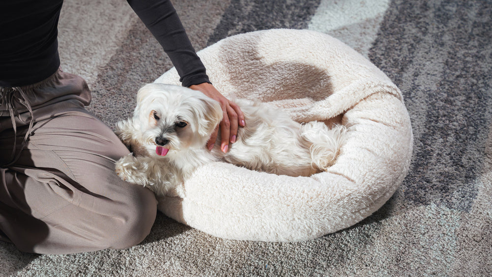 Boucle Pet Bed with attached cover – ivory