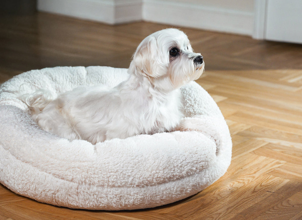 Boucle Pet Bed with attached cover – ivory