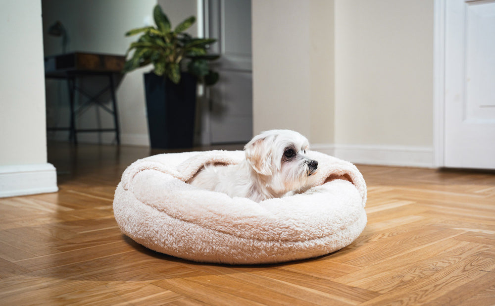 Boucle Pet Bed with attached cover – ivory